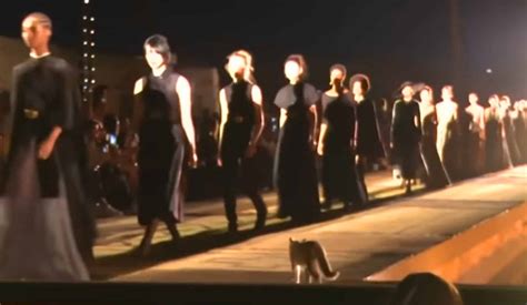 cat walk marakesh morokko dior|Cat.